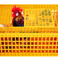 Transportation cage